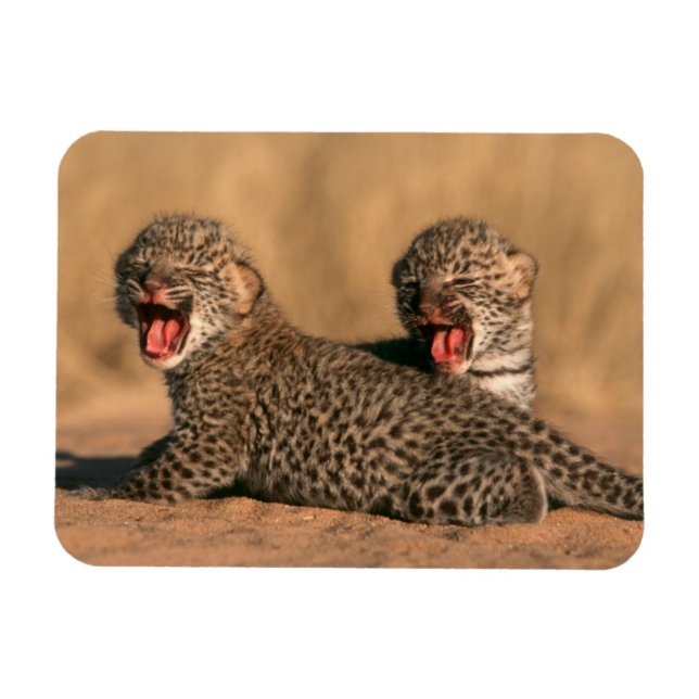 Íman Close-Up De Leopardo (Panthera Pardus) Recém-Nasci (Horizontal)