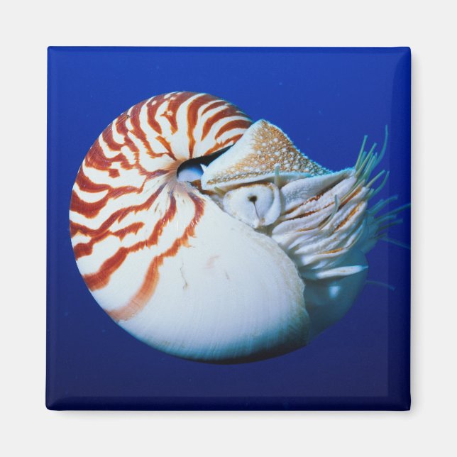 Íman Close-Up de Nautilus-Camarado (Frente)
