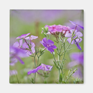 Íman Close-up de Phlox Drummond, Phlox drummondi, 2