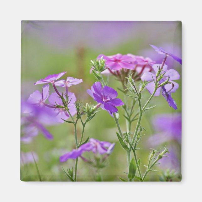 Íman Close-up de Phlox Drummond, Phlox drummondi, 2 (Frente)