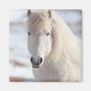 Íman Close-up de um Cavalo Islandês Branco