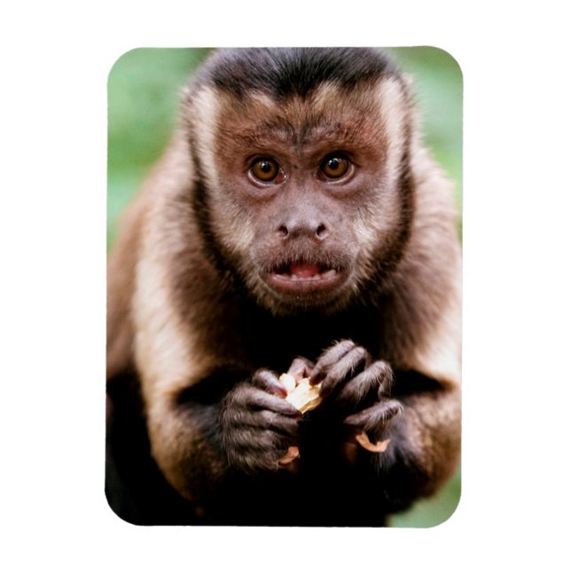 Íman Close-up de um macaco capuchinho de cabeça preta (Vertical)