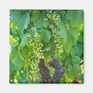 Íman Close Up De Uvas Maduras