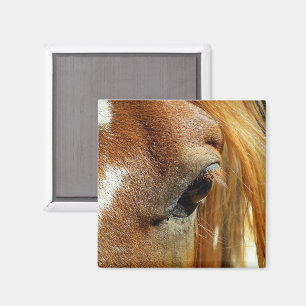 Íman Close up do olho do cavalo