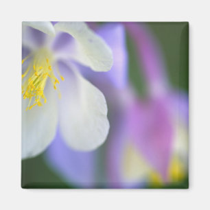 Íman Closeup da flor Columbine do Colorado.