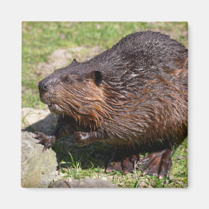 Íman Closeup North American Beaver