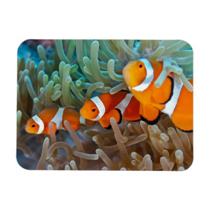 Íman Clownfish