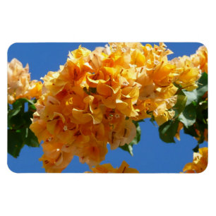 Íman Cluster de Bougainvillea Floral Ouro