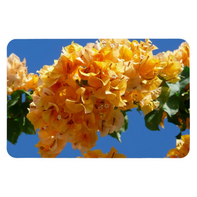 Íman Cluster de Bougainvillea Floral Ouro (Horizontal)