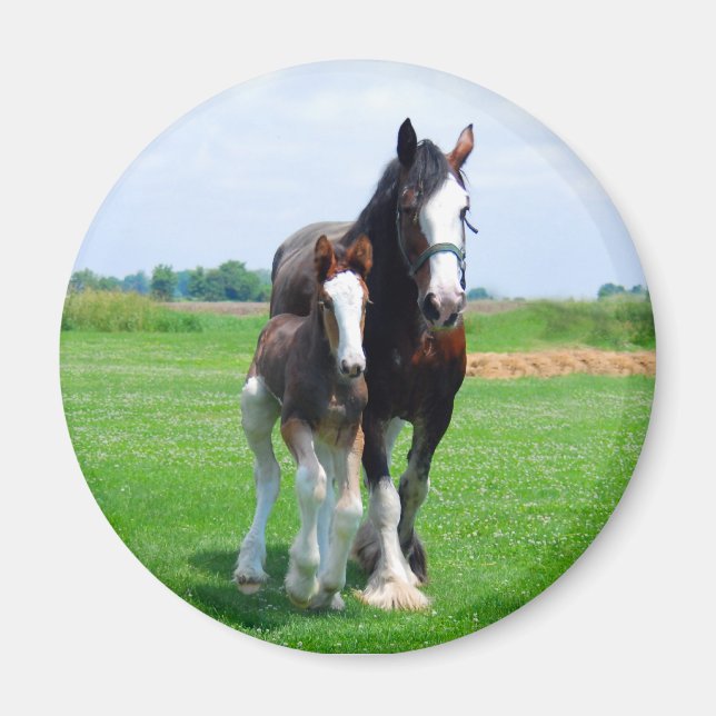 Íman Clydesdale e ímã de Filly (Frente)
