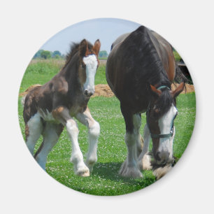 Íman clydesdale e potro