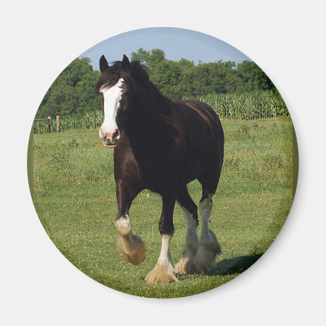 Íman Clydesdale em execução (Frente)