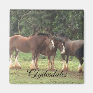 Íman Clydesdale Magnet