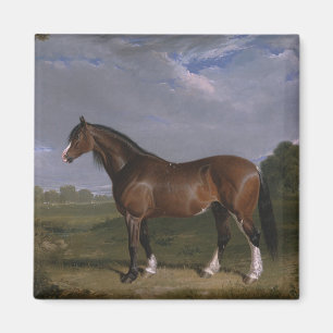 Íman Clydesdale Stallion (Cavalo de raça pura) (Animal