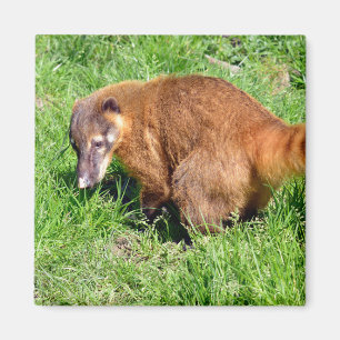 Íman Coati de cauda-anelada na grama