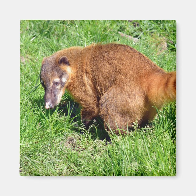 Íman Coati de cauda-anelada na grama (Frente)