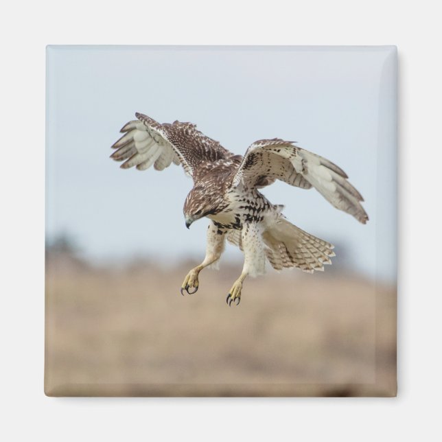 Íman Cobertura de Hawk imaturo de pele vermelha (Frente)