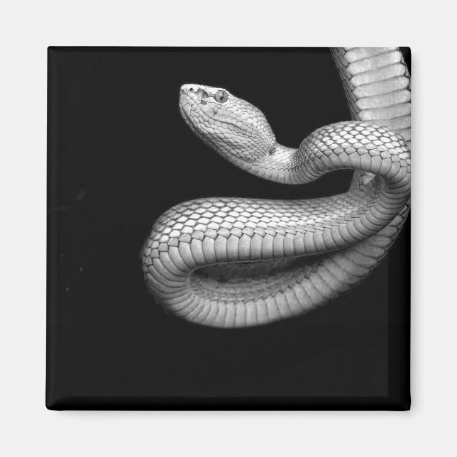 Íman Cobra (Frente)