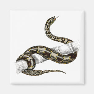 Íman Cobra da jiboia de cauda-vermelha