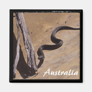 Íman Cobra de Austrália - de Brown, região selvagem
