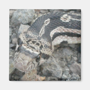 Íman Cobra de Bull (sayi do catenifer do Pituophis)