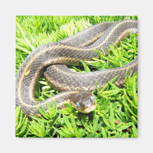 Íman Cobra ~ imã azul