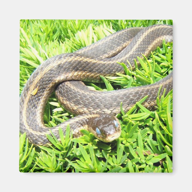 Íman Cobra ~ imã azul (Frente)