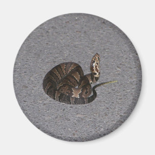 Íman Cobra juvenil do Cottonmouth