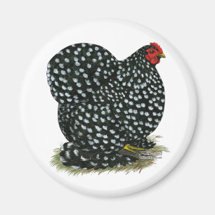 Íman Cochin Mottled Hen
