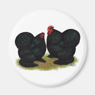 Íman Cochins Black Bantam Pair