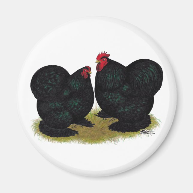 Íman Cochins Black Bantam Pair (Frente)