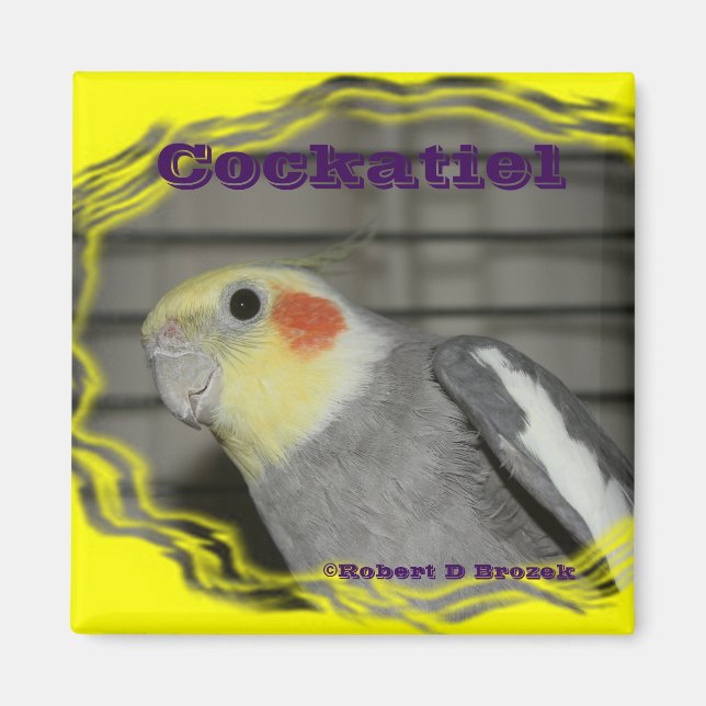 Íman Cockatiel Pet Bird MAGNET (Frente)