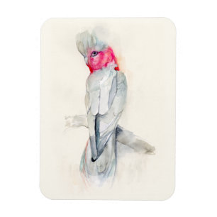 Íman Cockato de Ópera de Aquarela