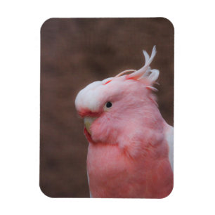 Íman Cockatoa Rosa