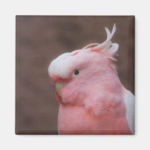 Íman Cockatoa Rosa