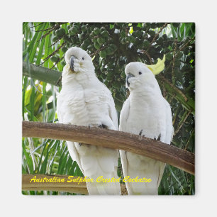 Íman Cockatoo com crista do enxofre australiano
