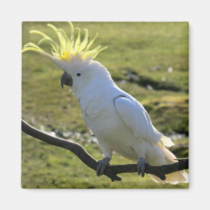 Íman Cockatoo Enxofre-Com crista em Austrália