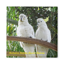 Cockatoo Prendido de Enxofre Australiano