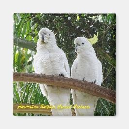 Íman Cockatoo Prendido de Enxofre Australiano