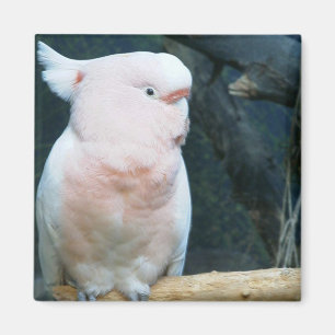 Íman Cockatoo principal de Mitchell