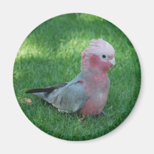 Íman Cockatoo róseo
