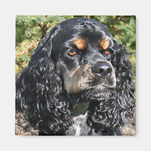 Íman Cocker Spaniel (Frente)