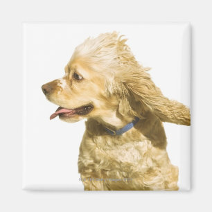 Íman Cocker spaniel