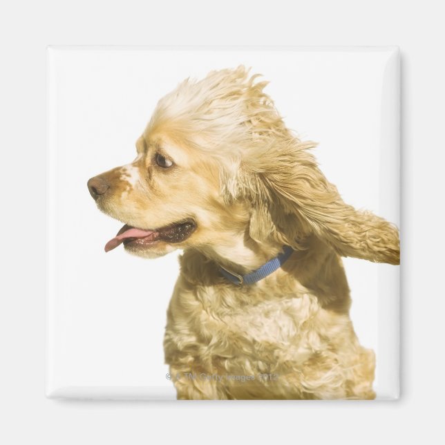 Íman Cocker Spaniel (Frente)