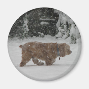 Íman Cocker spaniel nevado