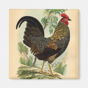 Íman Cockerel de Impressão Vintage