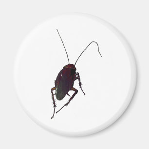 Íman Cockroach