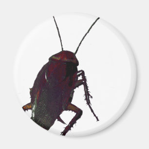 Íman Cockroach