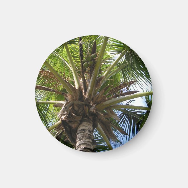 Íman Coconut Palm Magnet (Frente)