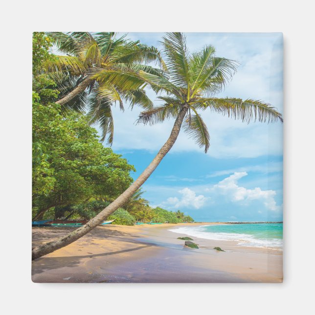 Íman Coconut Palm, Mirissa Beach | Sri Lanca (Frente)